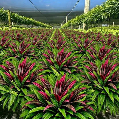 🔥LAST DAY SPECIAL 50% 🌿UV-Resistant Artificial Fern & Red Dracaena Decorative Plants – Full, Lush & Fade-Resistant!