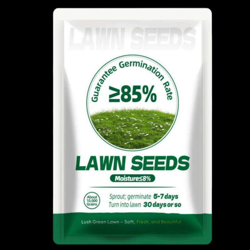 Evergreen dwarf grass seed for four seasons